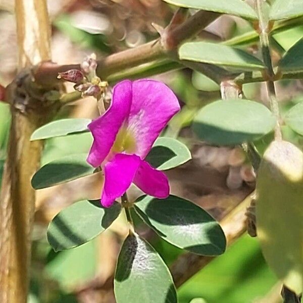 Tephrosia purpurea Floro