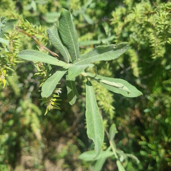 Salix salviifolia Yaprak