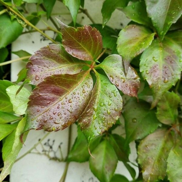 Parthenocissus inserta Lehti