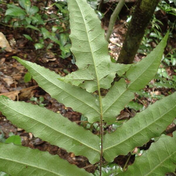 Blotiella currorii Blad