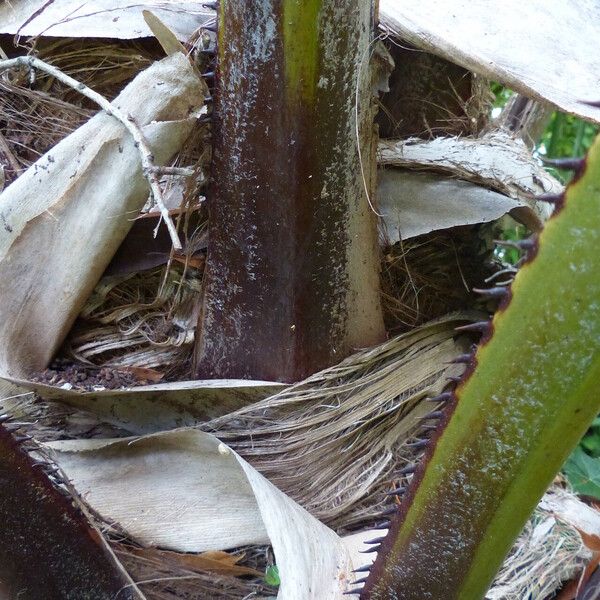 Livistona australis Lehti