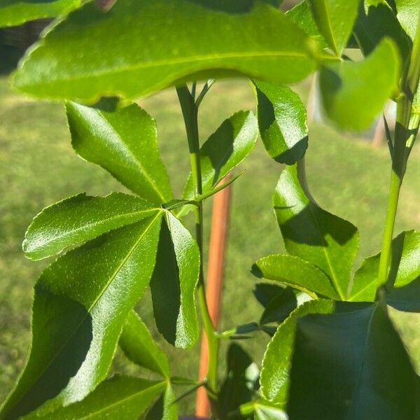 Citrus hystrix Blad