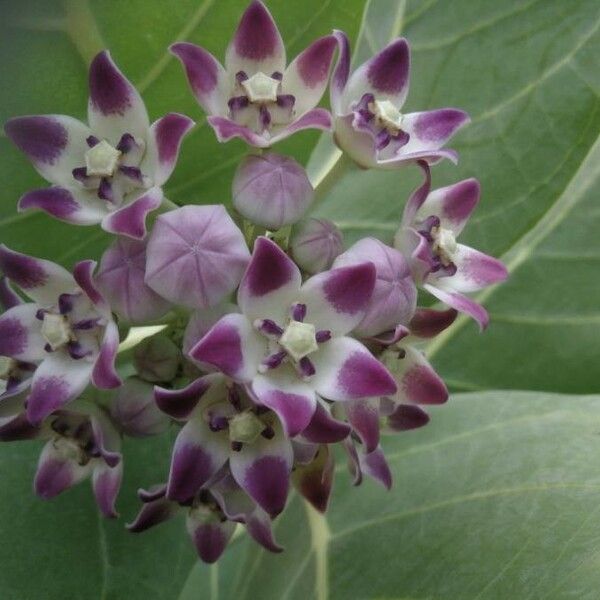 Calotropis procera Flower