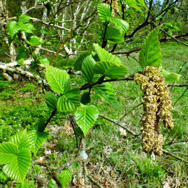 Betula ermanii Leaf