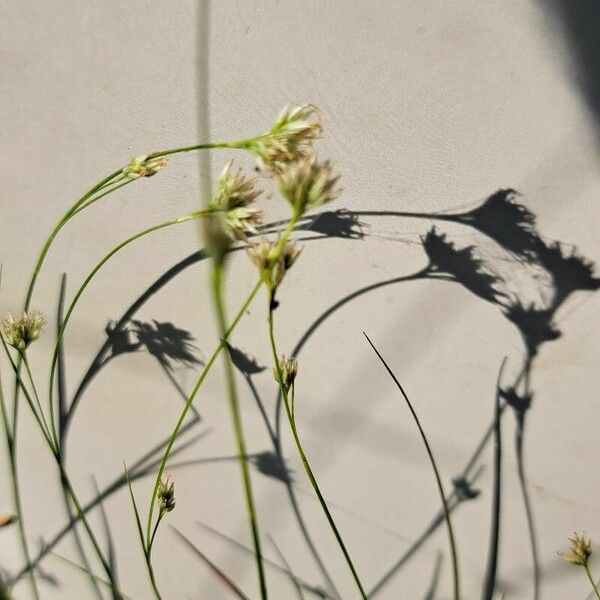 Rhynchospora alba Fleur