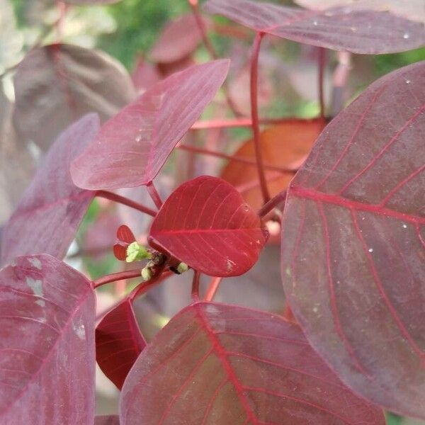 Euphorbia cotinifolia Folha