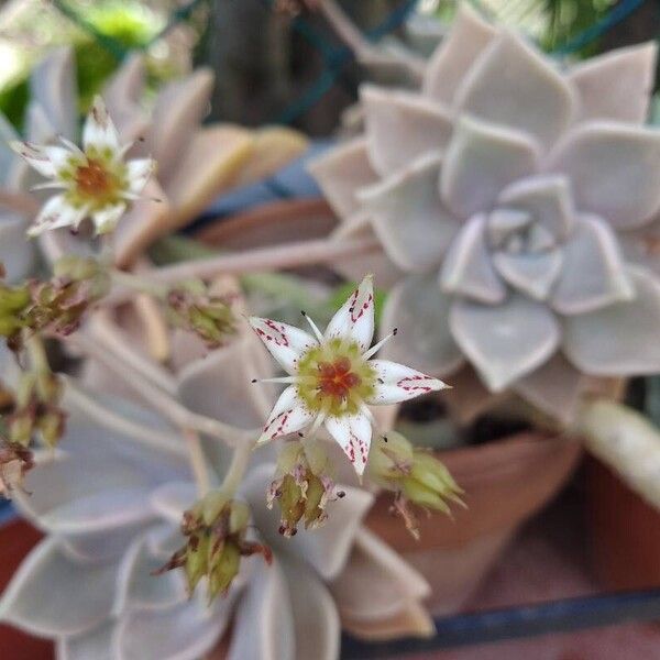 Graptopetalum paraguayense Blüte