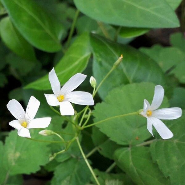 Oxalis articulata ফুল