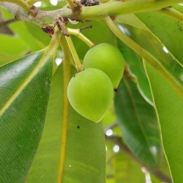 Calophyllum inophyllum Plod