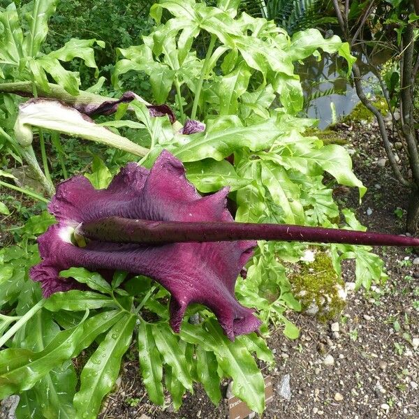 Dracunculus vulgaris Кветка