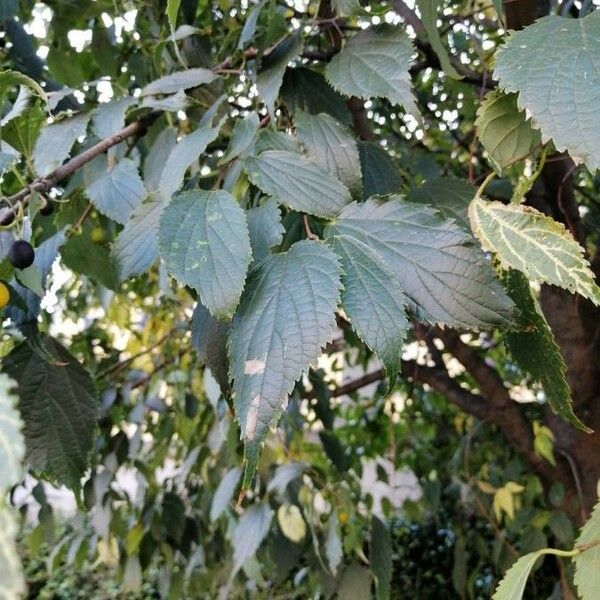 Celtis australis برگ