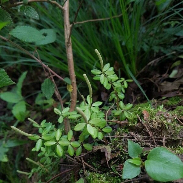 Peperomia tetraphylla Folha