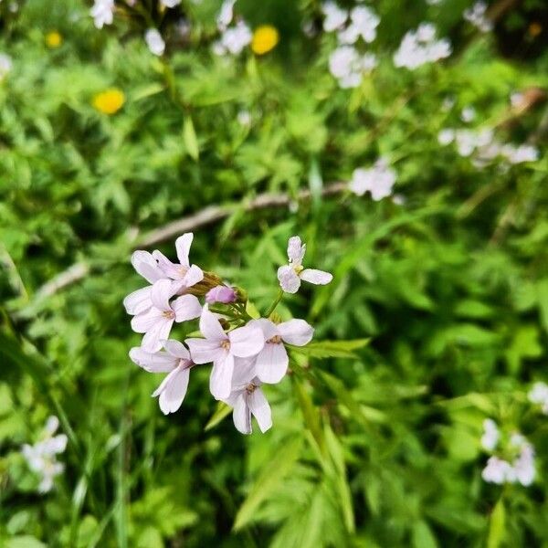 Cardamine bulbifera Blüte