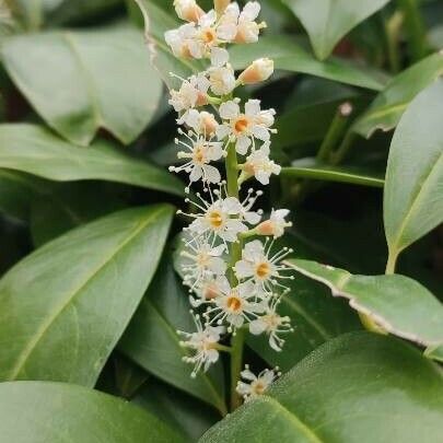 Prunus laurocerasus Blomst