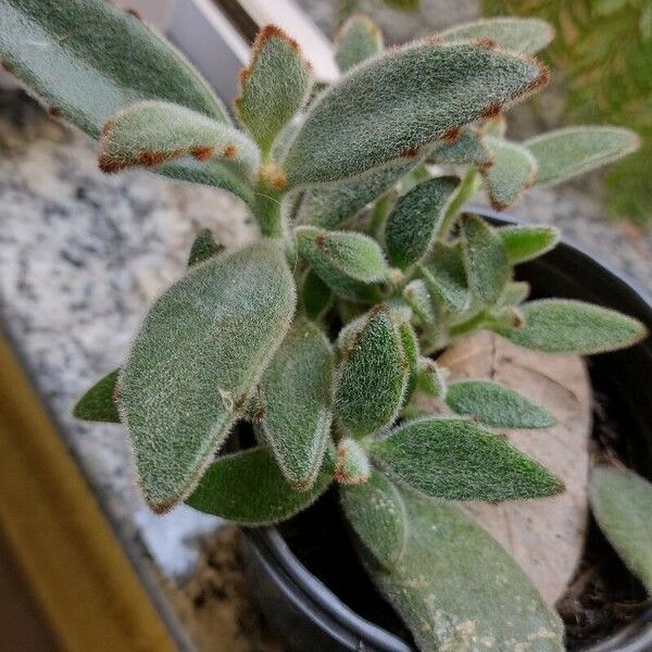 Kalanchoe tomentosa Frunză