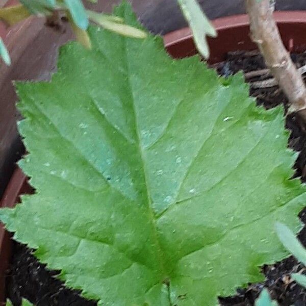 Crataegus submollis Fuelha