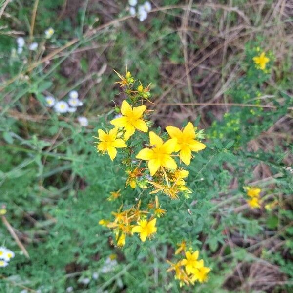 Hypericum perfoliatum फूल