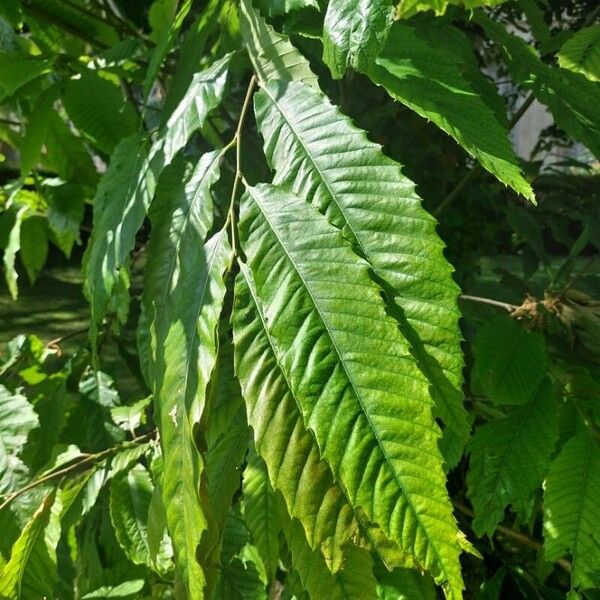 Castanea dentata Leaf