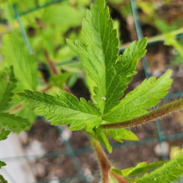 Potentilla norvegica Leaf