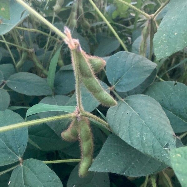 Glycine max Fruit