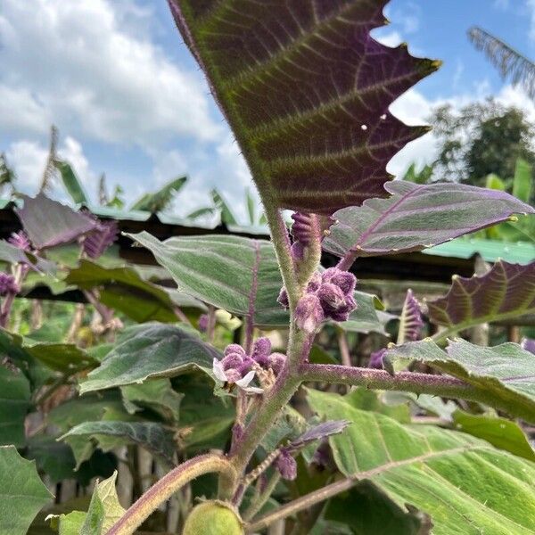 Solanum quitoense Gyümölcs