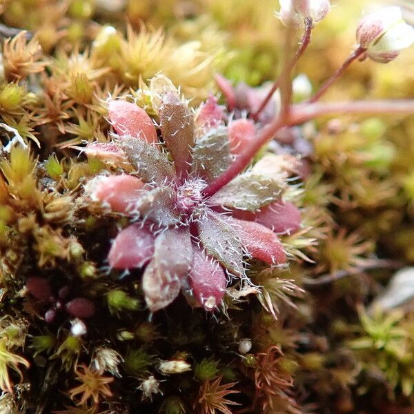 Draba verna Fiore