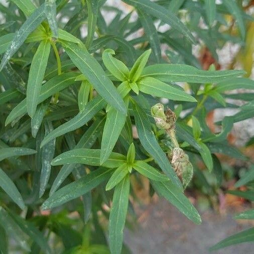 Antirrhinum majus Leaf