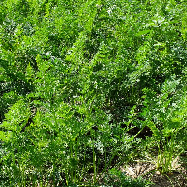 Artemisia annua List