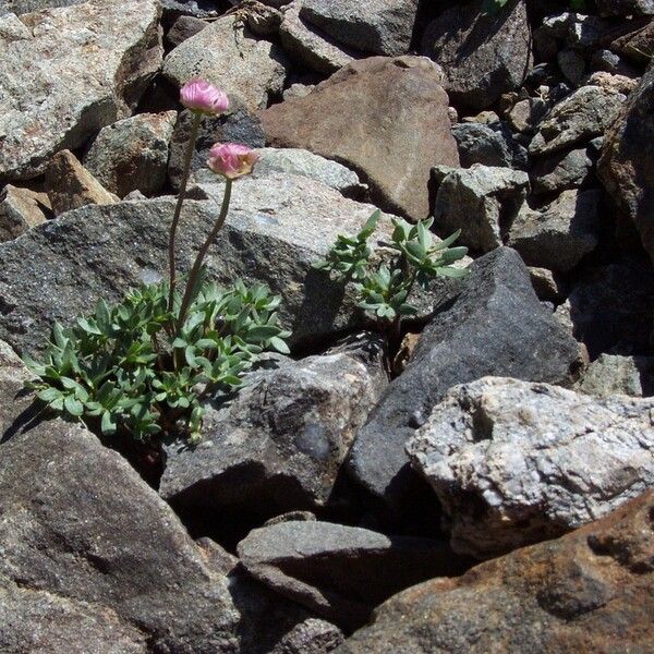 Ranunculus glacialis फूल