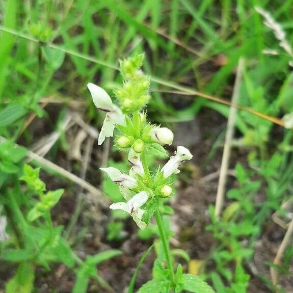 Stachys recta 花