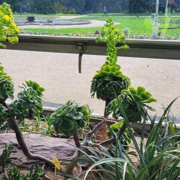 Aeonium canariense Habit