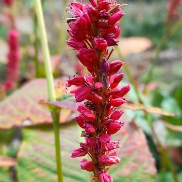 Persicaria orientalis Flower