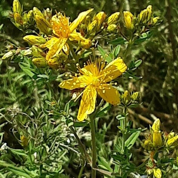 Hypericum perfoliatum Blomma