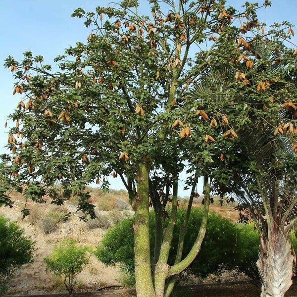 Brachychiton discolor Habit