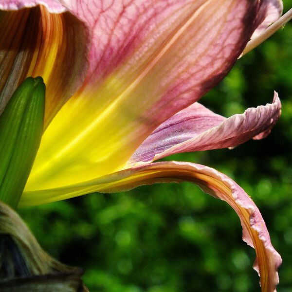 Hemerocallis fulva Blodyn