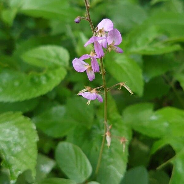 Desmodium paniculatum Vivejo