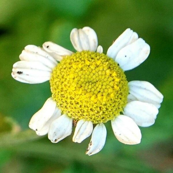 Tanacetum parthenium Blomma