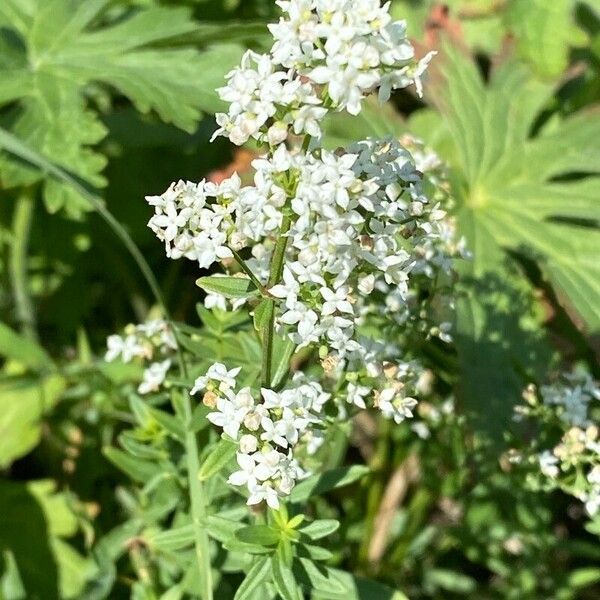 Galium boreale Blüte