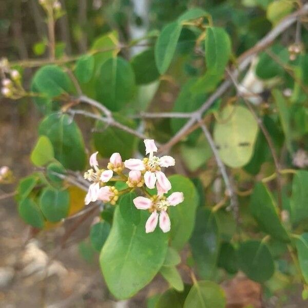 Heteropterys purpurea Flor