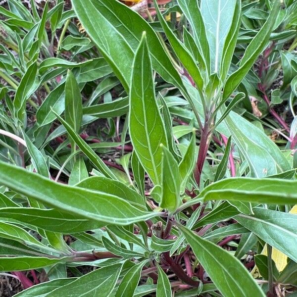 Oenothera macrocarpa Blatt