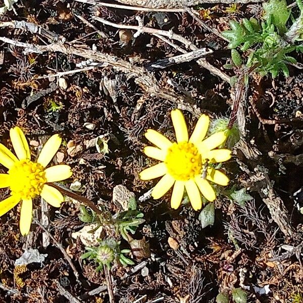 Jacobaea minuta Bloem