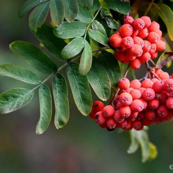 Sorbus aucuparia Meyve