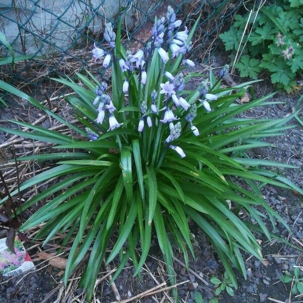 Hyacinthoides hispanica 整株植物