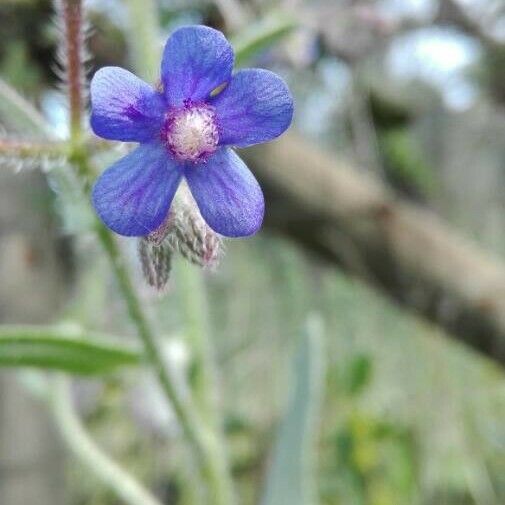 Anchusa azurea Цвят