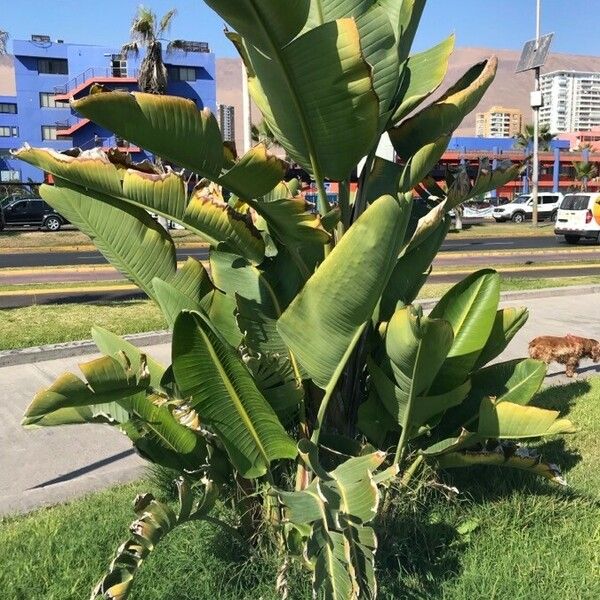 Ravenala madagascariensis List