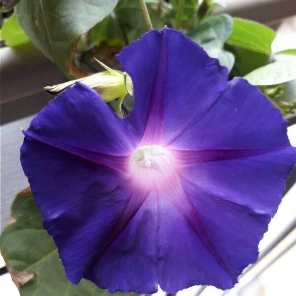 Ipomoea purpurea Kwiat