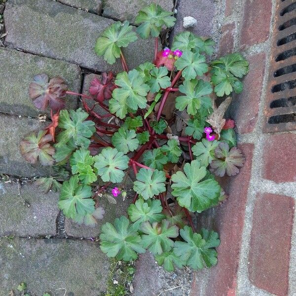 Geranium lucidum पत्ता