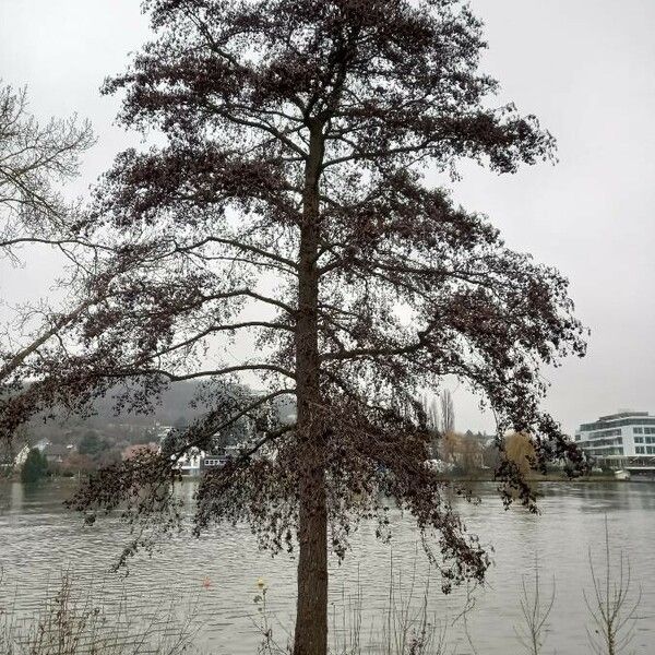 Alnus glutinosa आदत