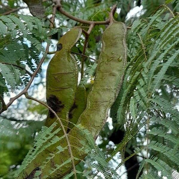 Anadenanthera colubrina Плод