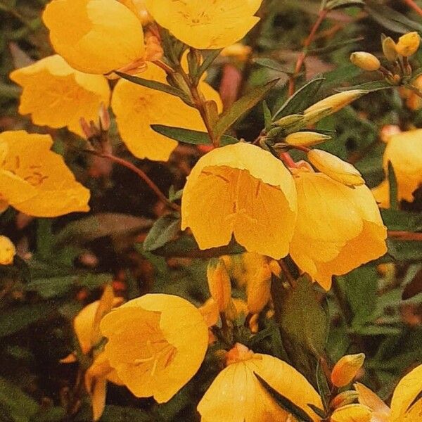 Oenothera tetragona Çiçek